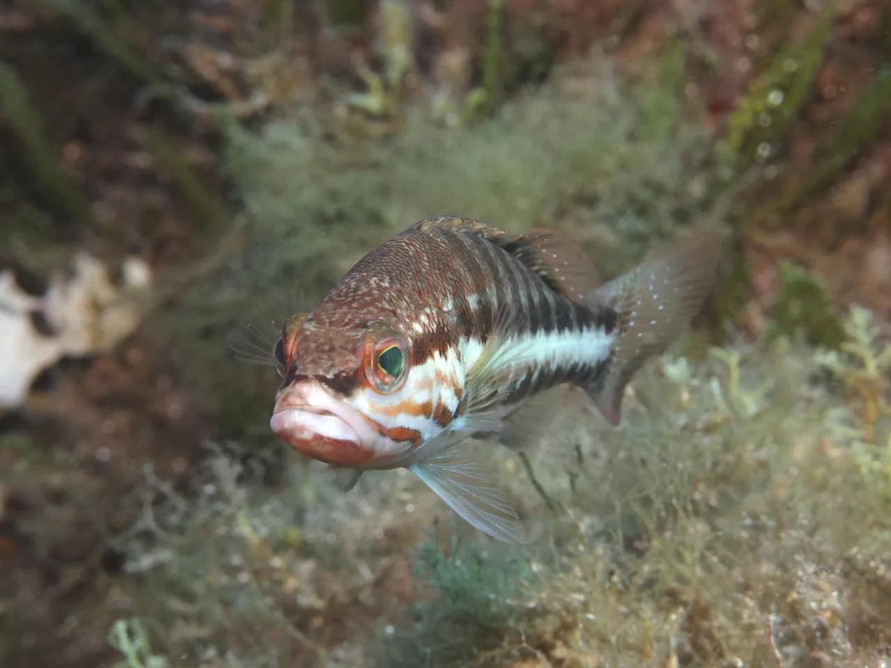 POSEIDON DIVING CENTER