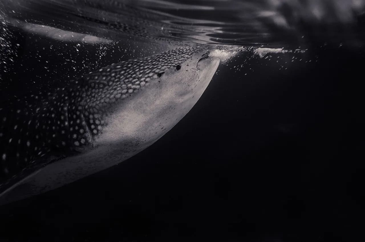 Coron W Divers