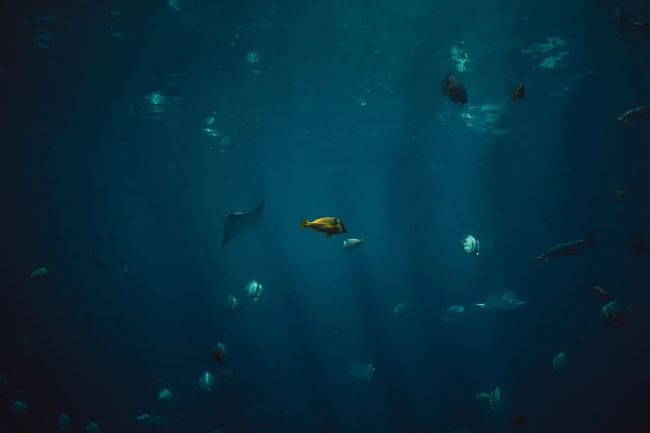 Mc bunaken Stay • Diving • Trip’s