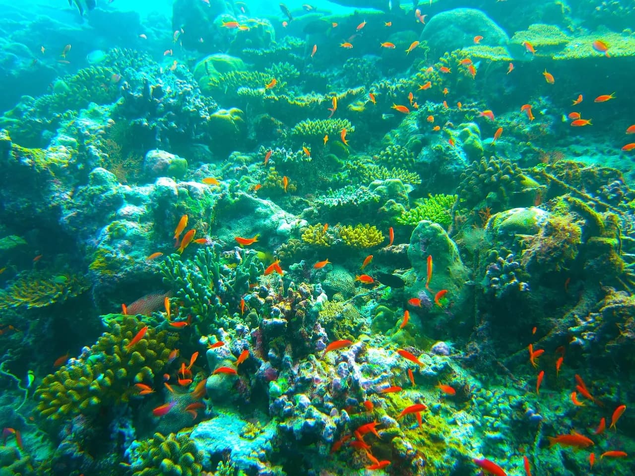 JNP Diving Centre