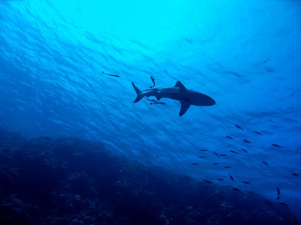 Cebu Jump Dive