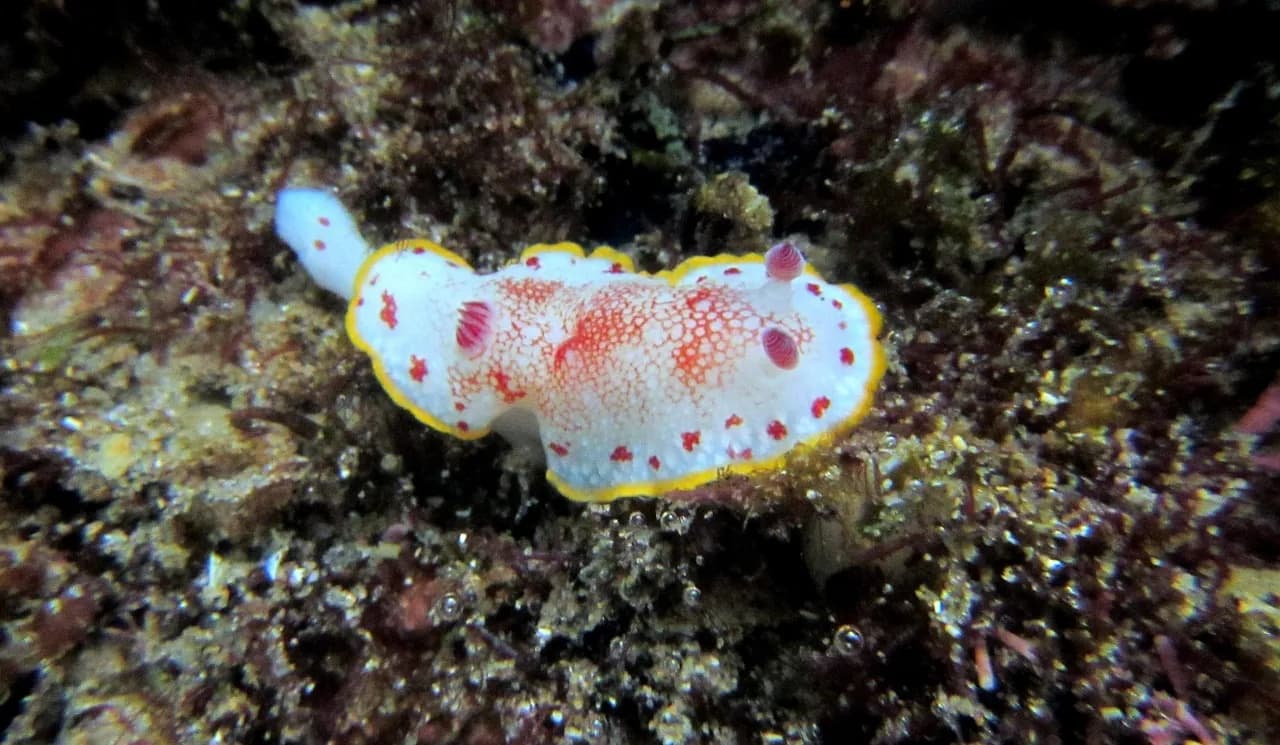Calipso Dive School