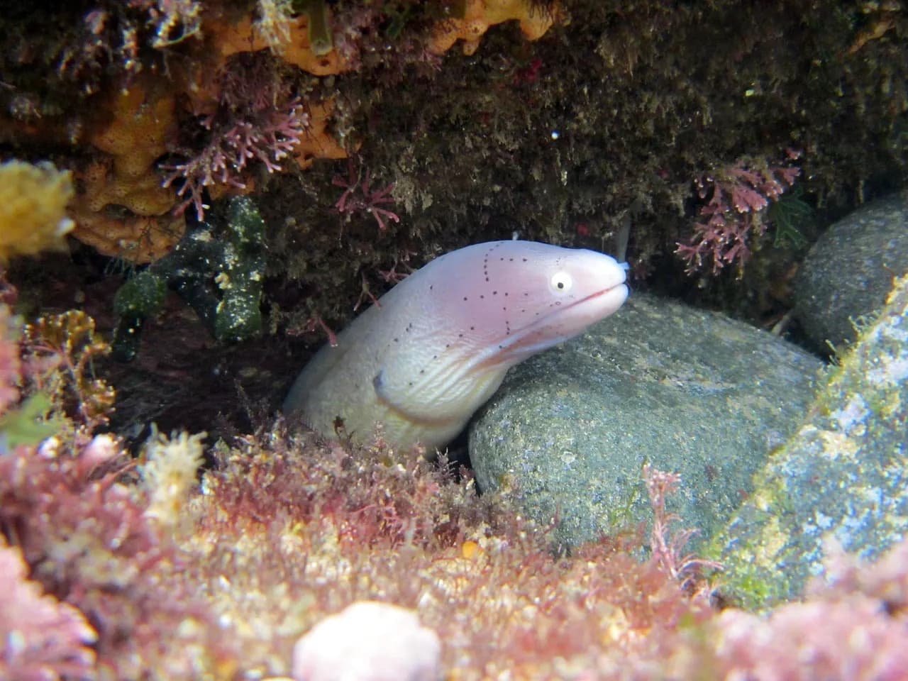 Matahari Tulamben Resort, Dive & Spa