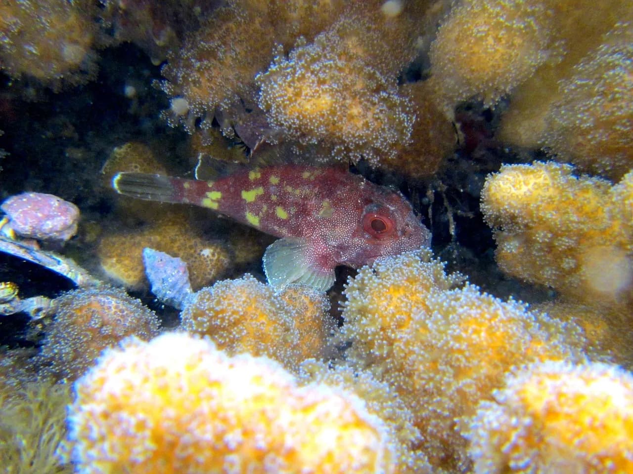 Nitro Dive Center - Koh Tao
