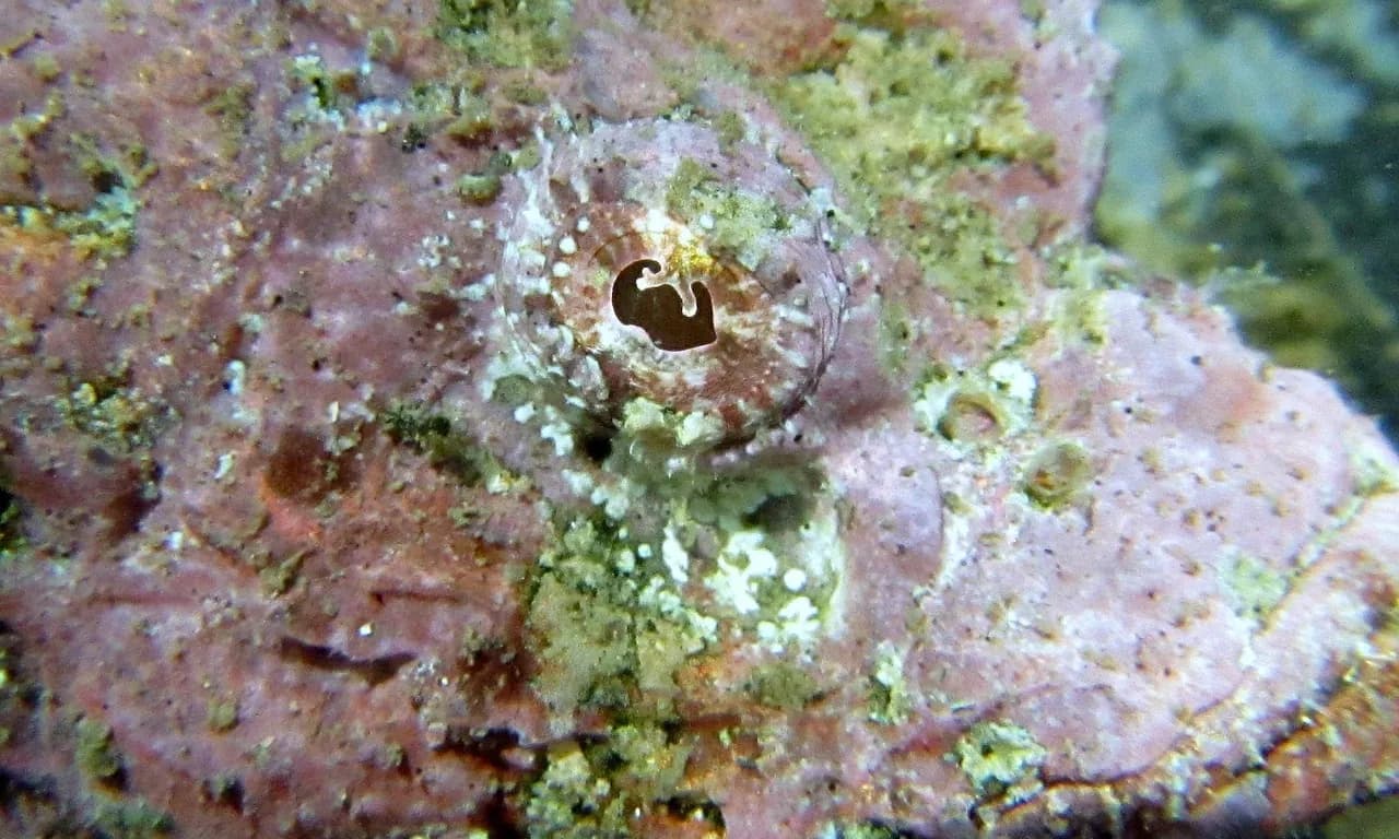 Alma Libre Dive Center