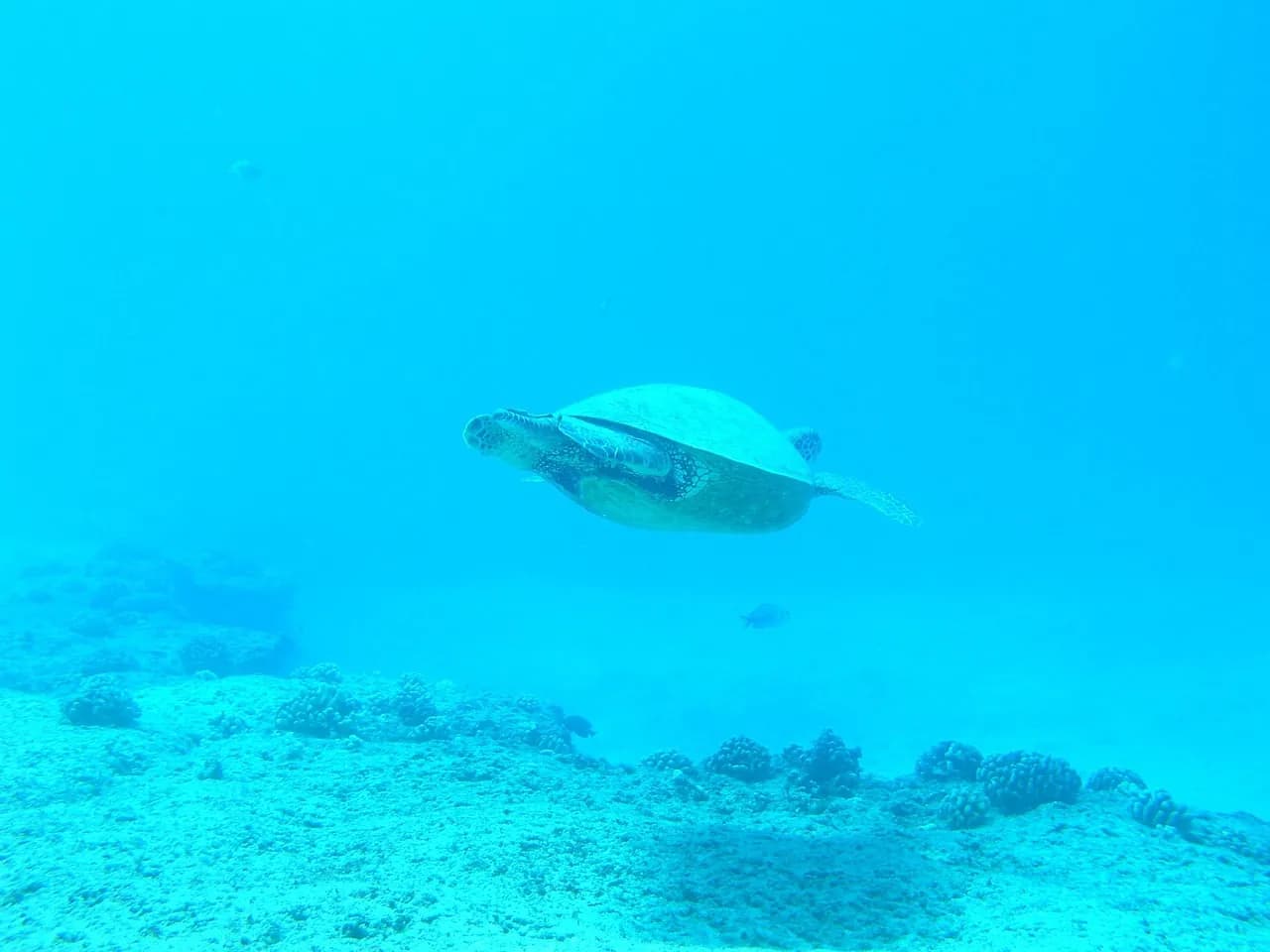 Super Divers Phuket