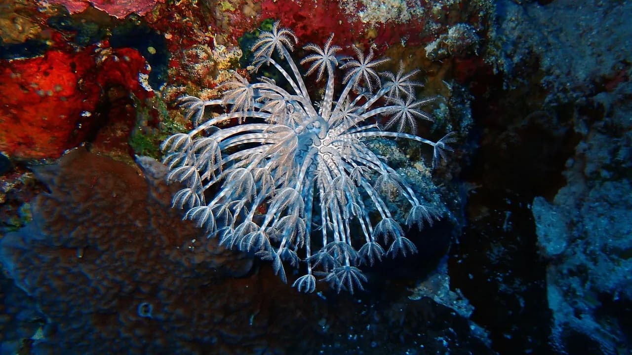 Deep Divers Center