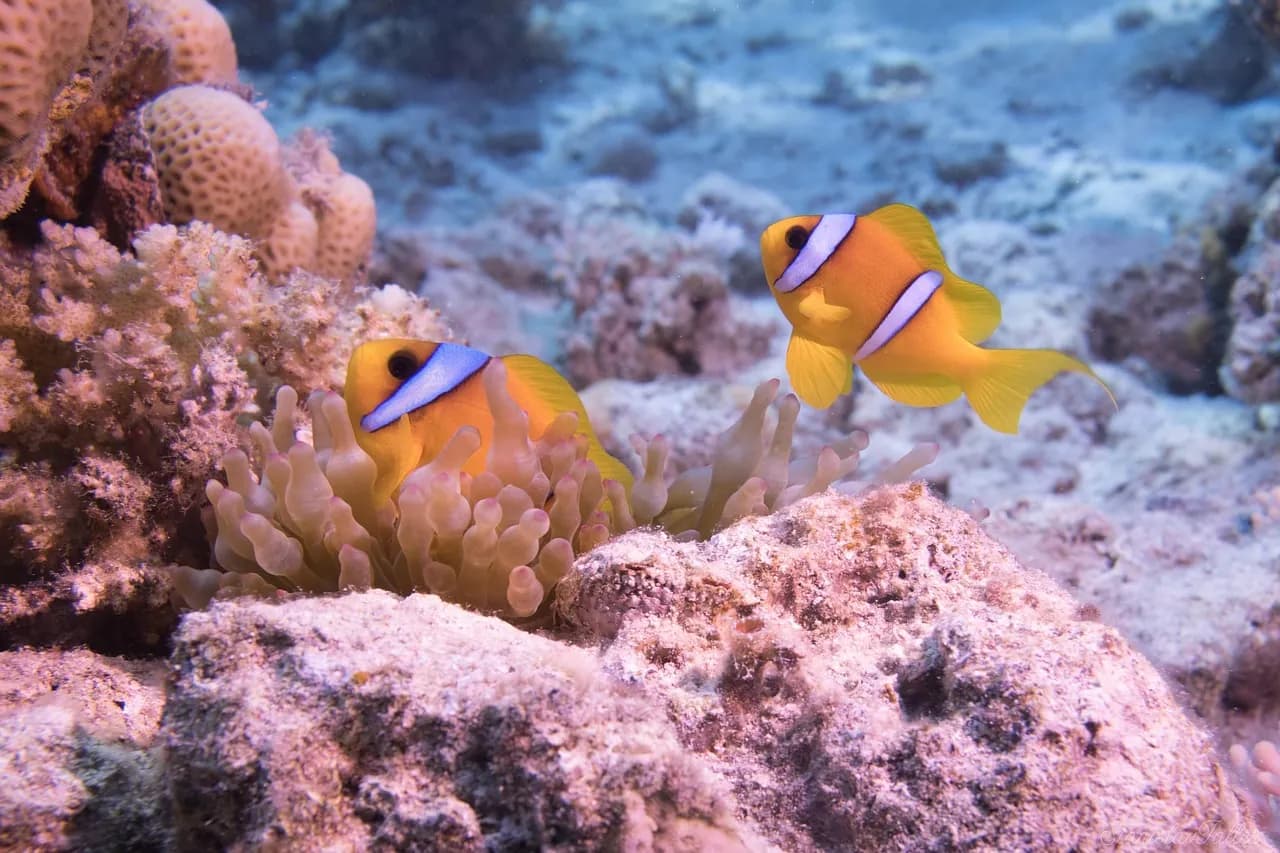 Goa Diving