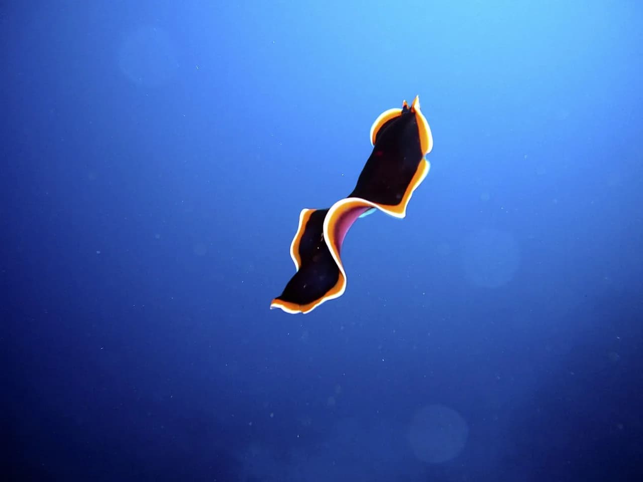 Aqua Dive Paradise