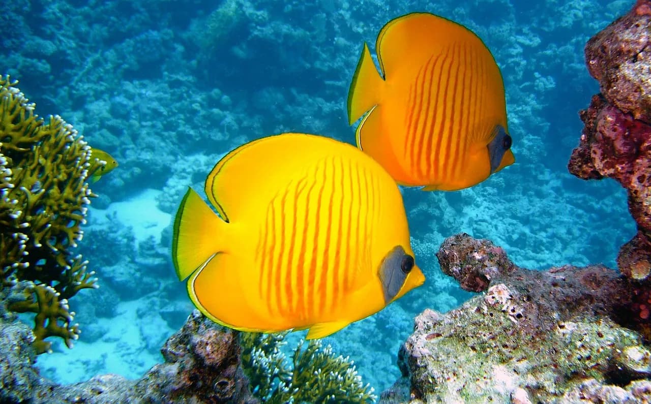 Banda Dive