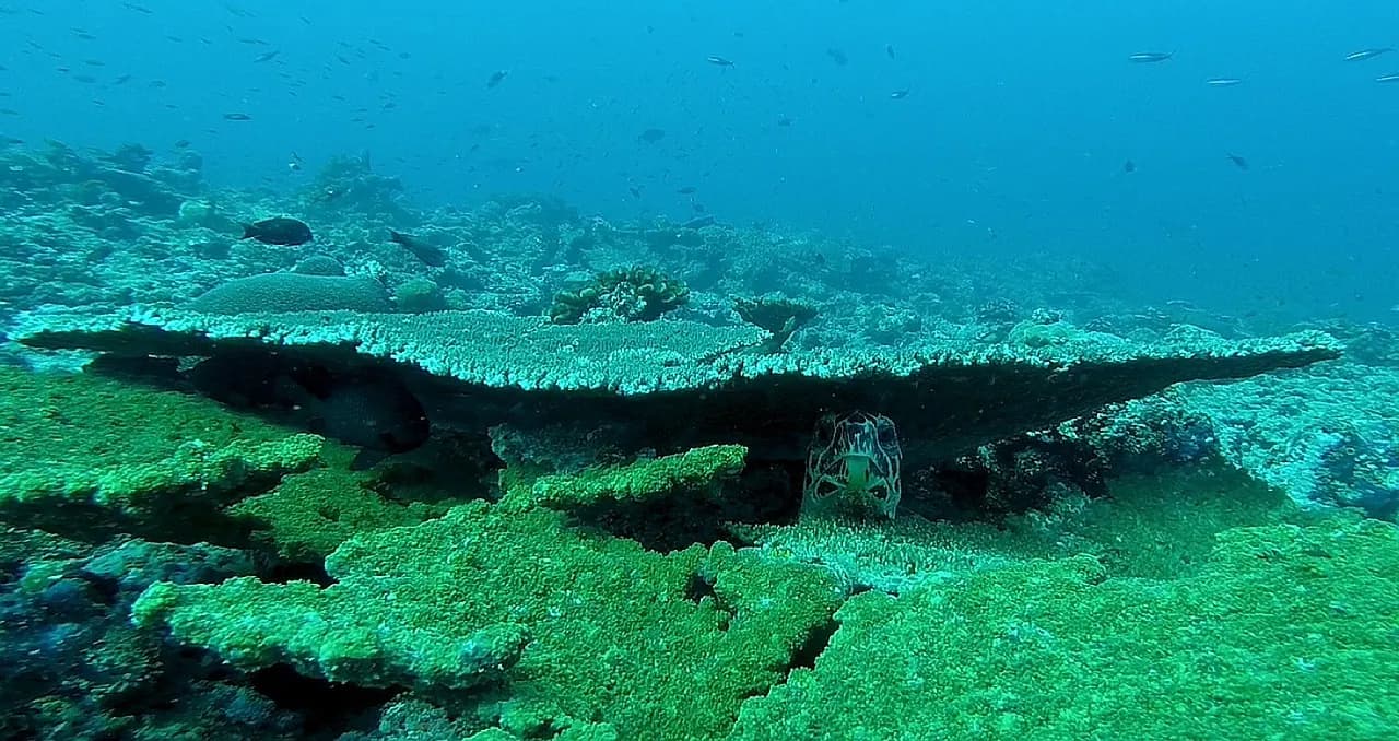 Coron Easy Diving Corporation