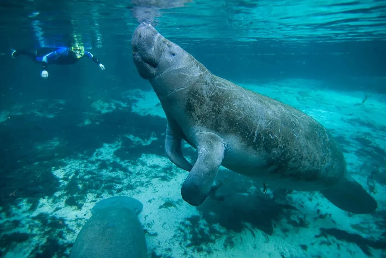 Odissey Diving Ponza