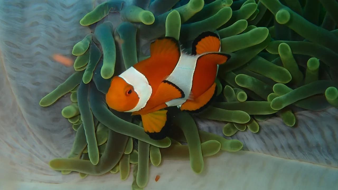 All In Aquatic Adventures