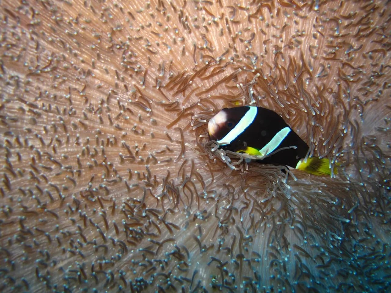 Diving Caves