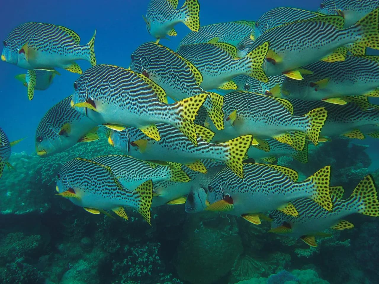 Dive Spot Asia