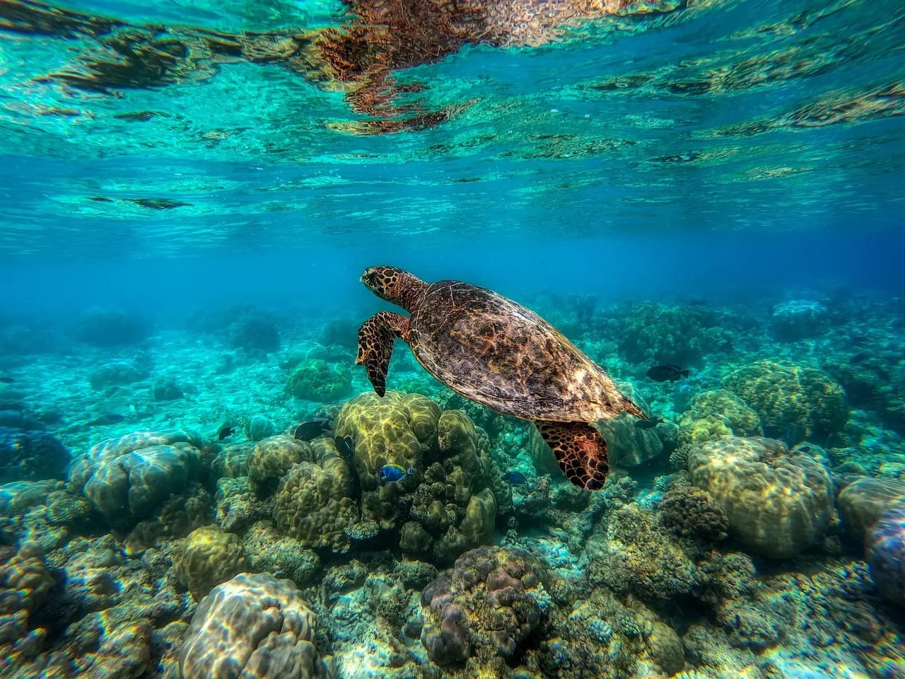 Dive with Purpose Cozumel