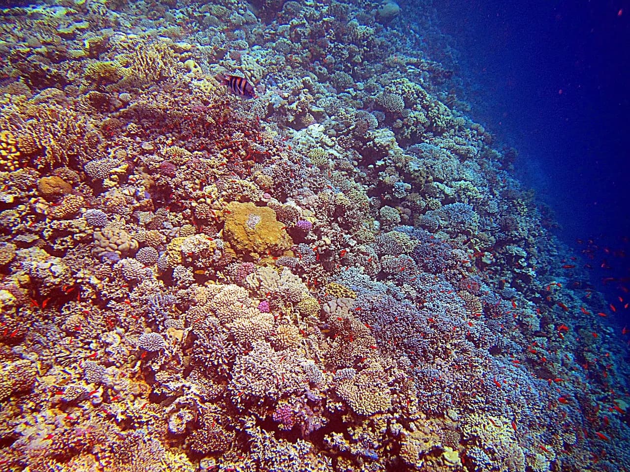 Dive Borneo Bah!
