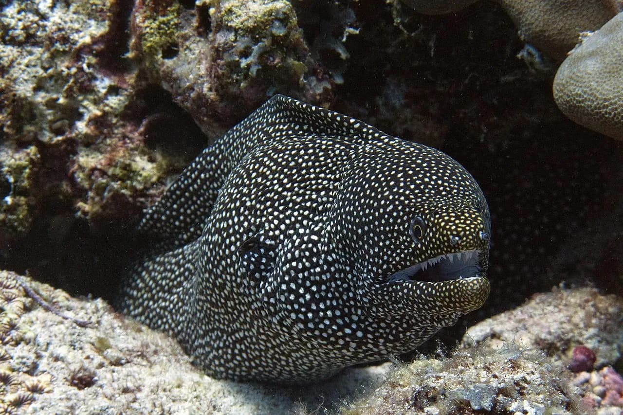 Eleuthera Bora Diving Center