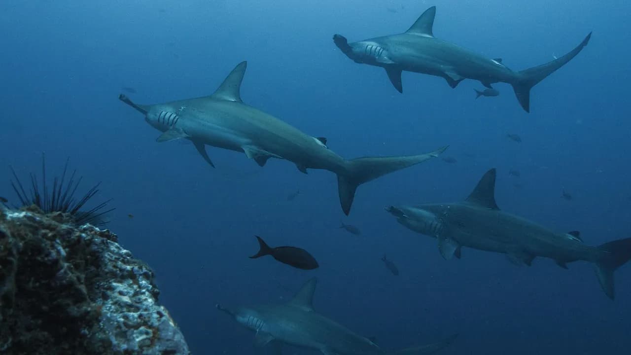 Finz Dive Center and Tackle Shop