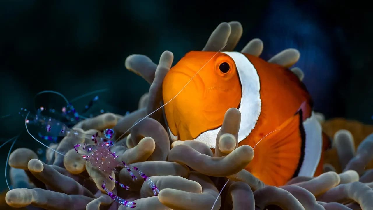 Nosy Be Diving & Excursions