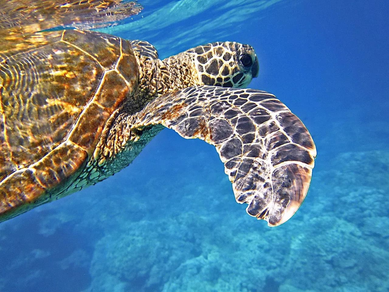 Porto Novo Anilao Dive & Liesure Resort