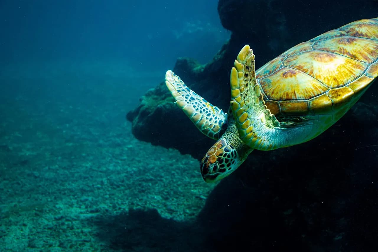 Red Sea Diving Safari - Marsa Shagra