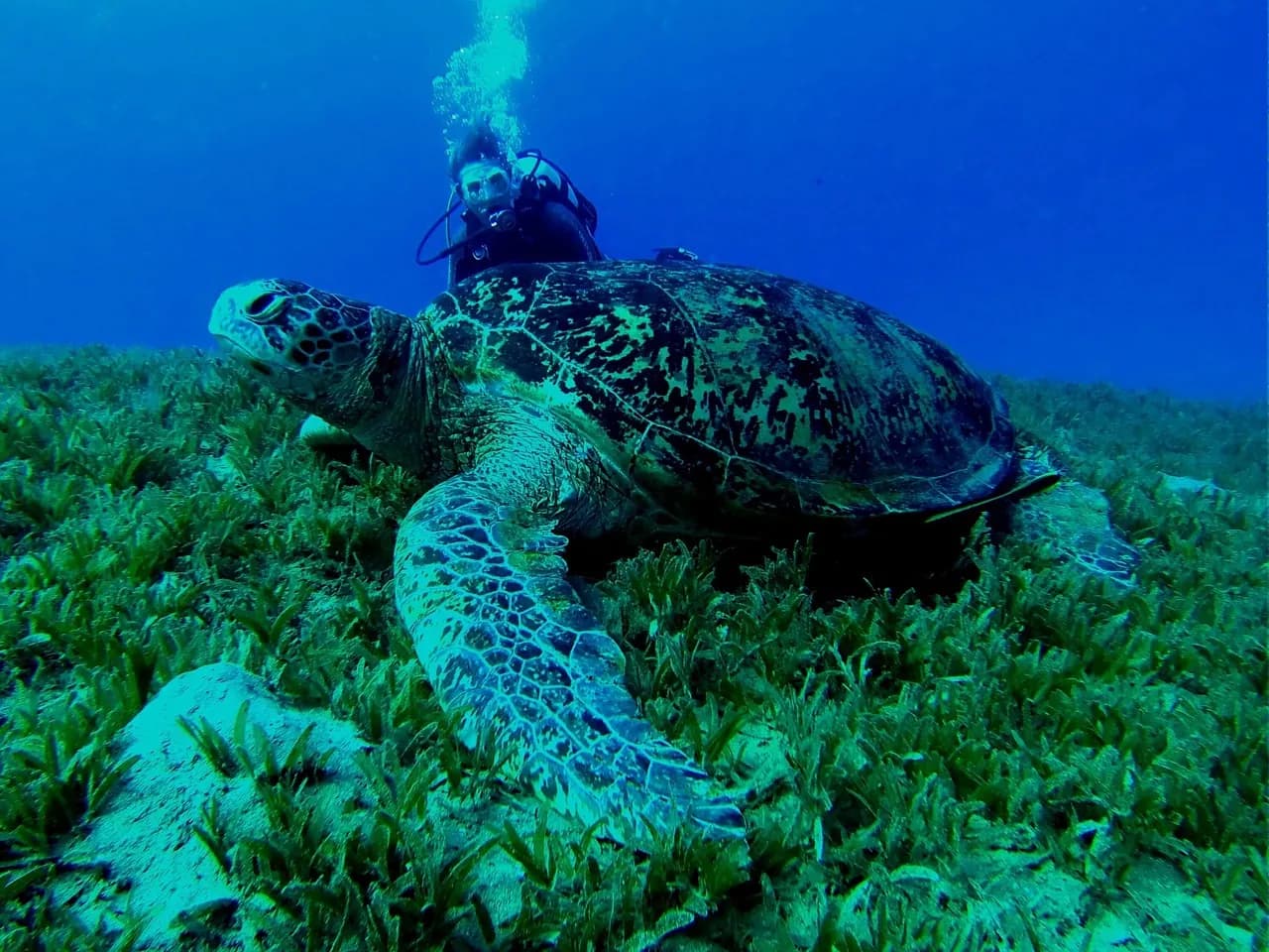 Sirena Sardinia