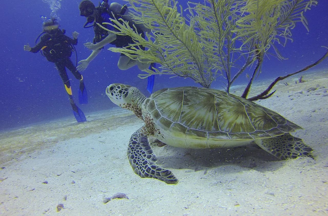 Master Divers