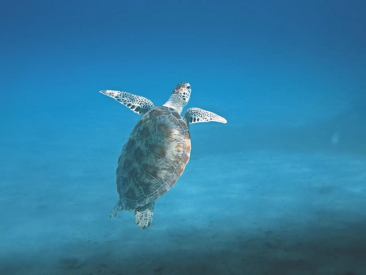 Amphibians Diving Center