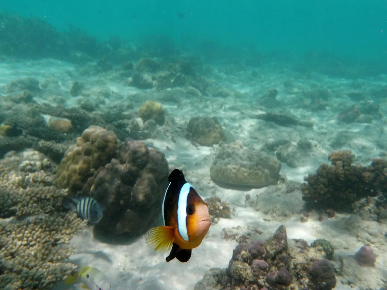 Scuba Diving sharm