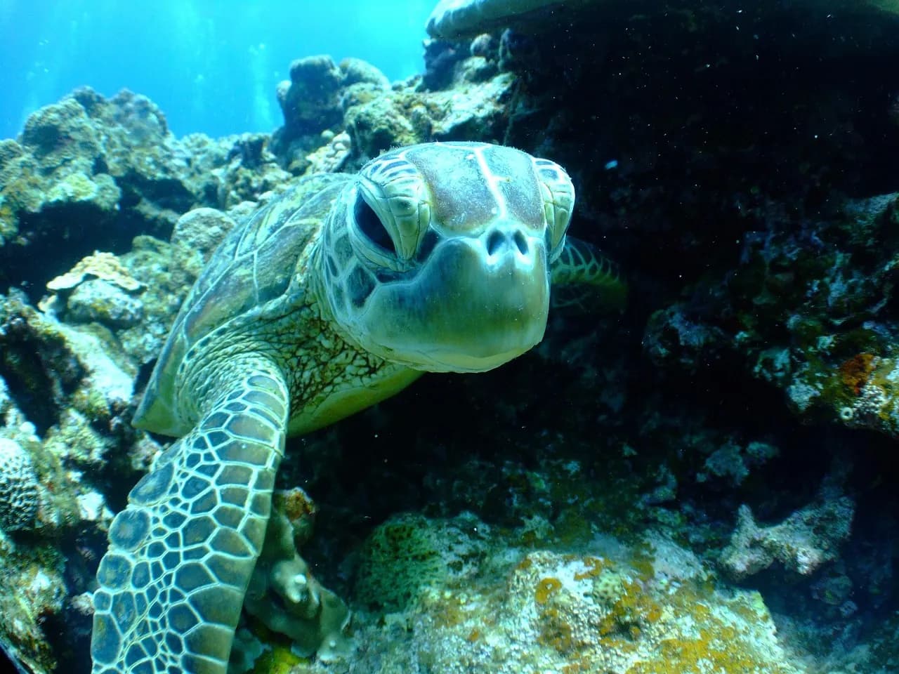 Dive Saint Lucia/Scuba Steve’s Diving