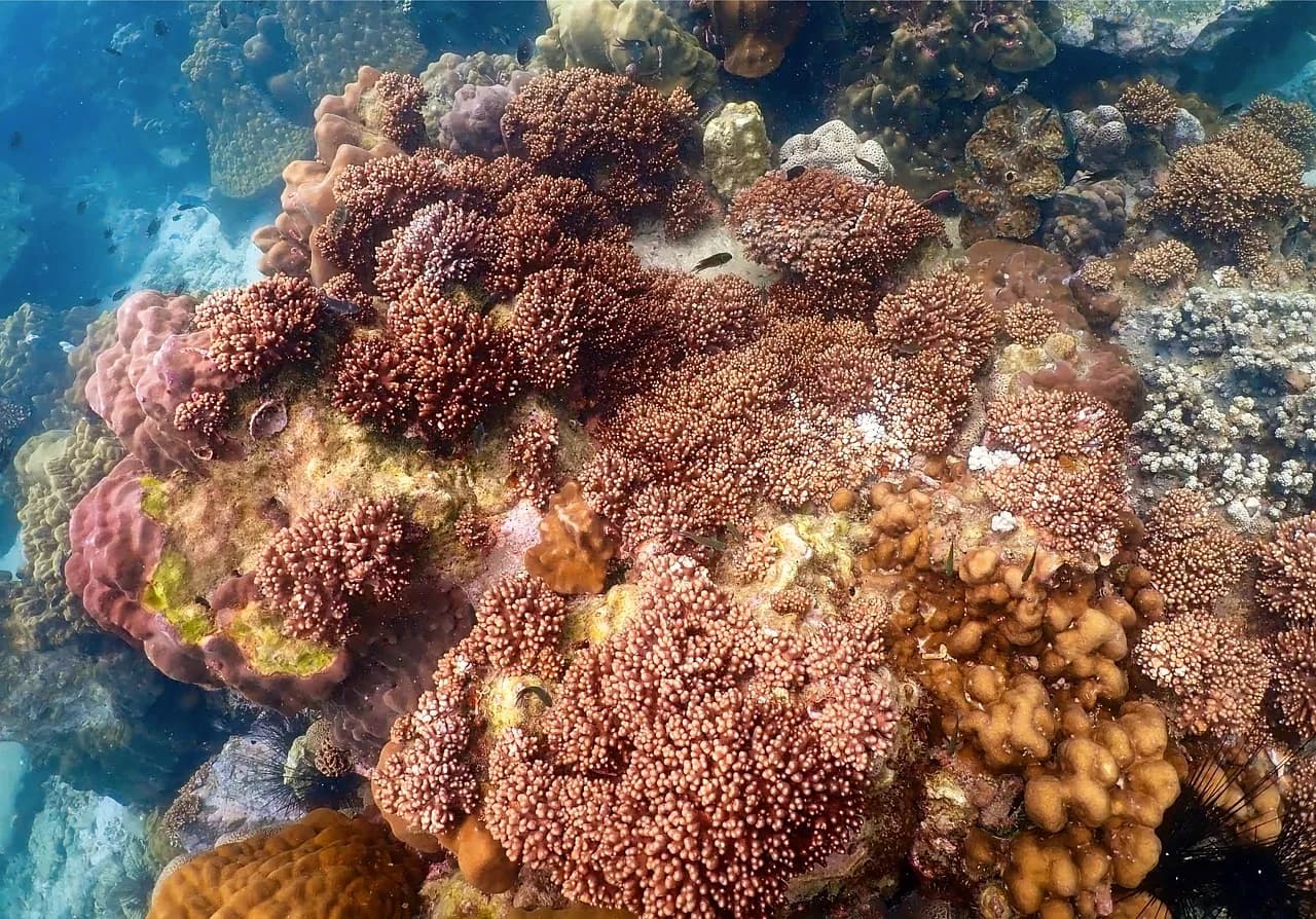 Snorkeling Diving Menjangan