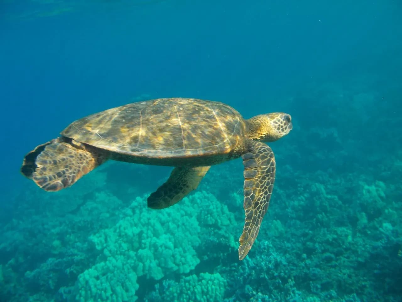 Dumaguete Divers