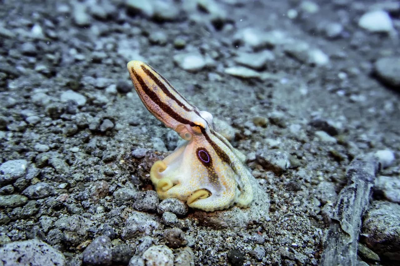 SEA THERAPY ~ Freediving Experiences in the Azores