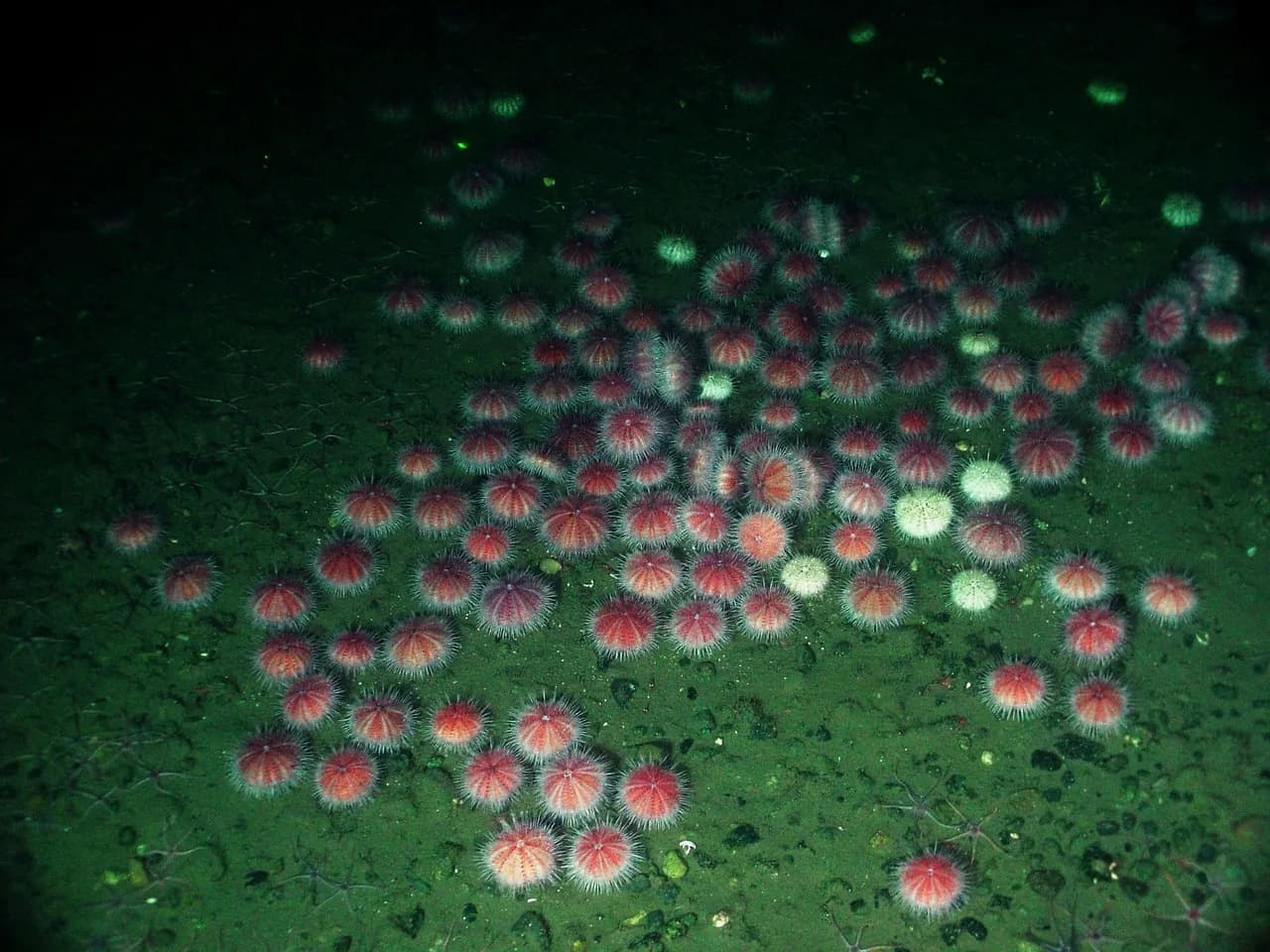 Bucea Baja Norte