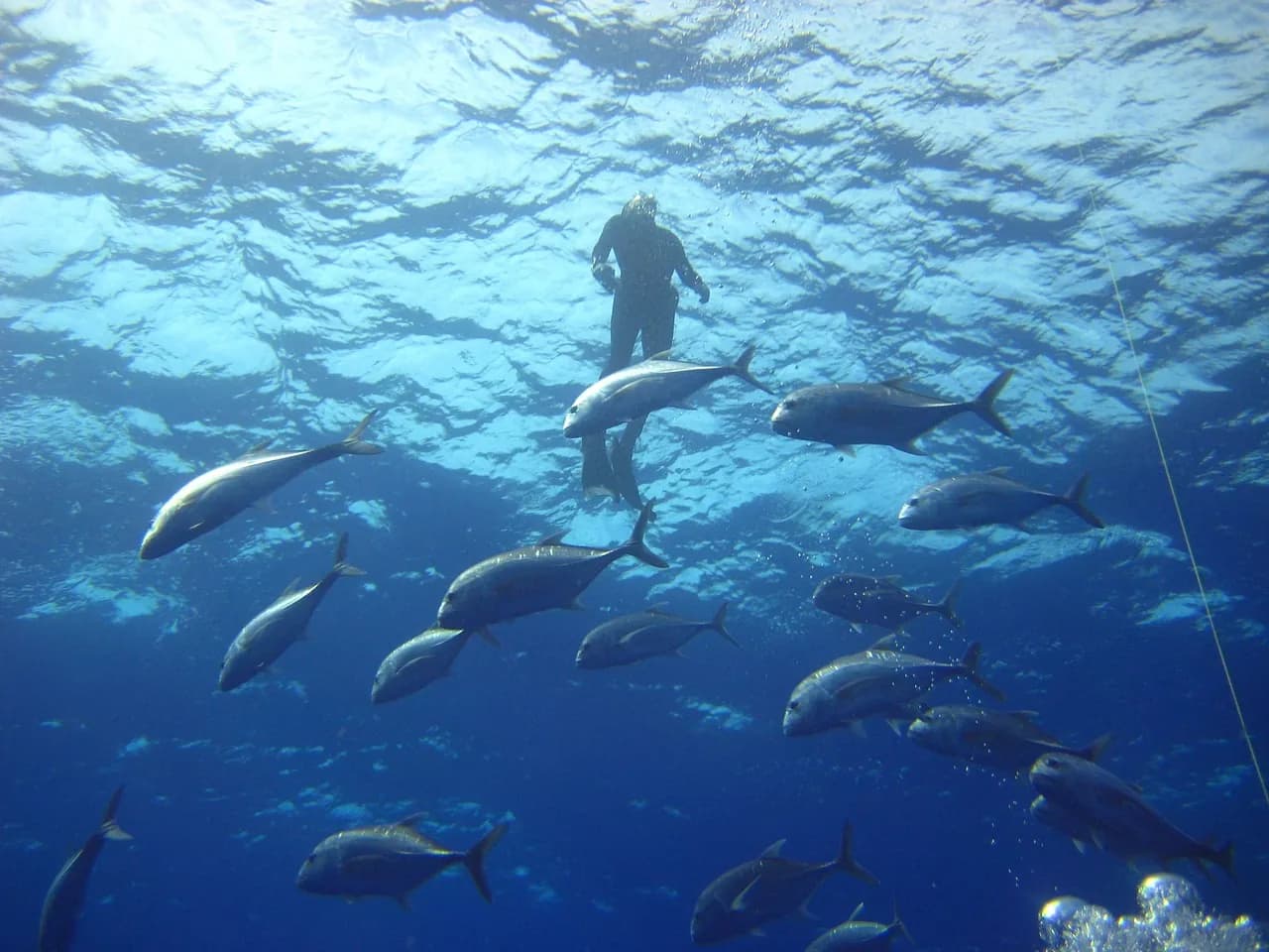 Neptunes Diving