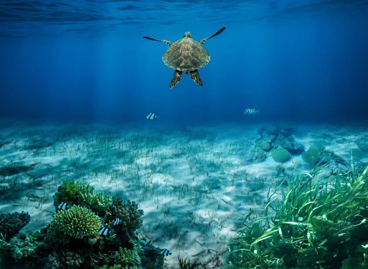 Ocean Sound Dive + Yoga