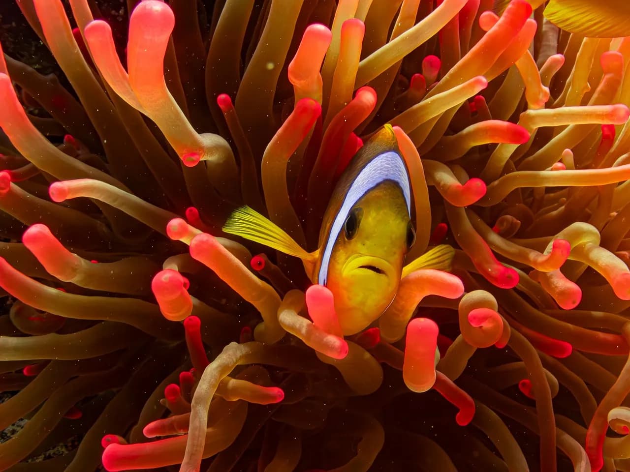 The Scuba Duka Diving Centre