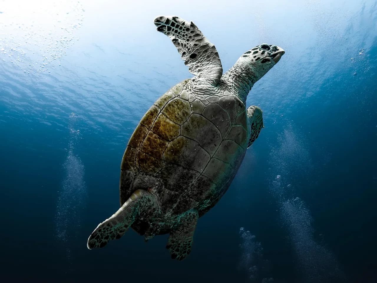 Scuba Diving In Goa