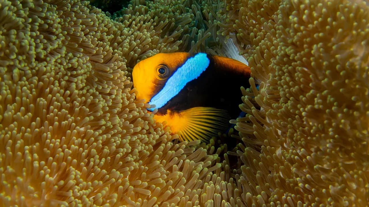 Ena Dive Center & Water Sports