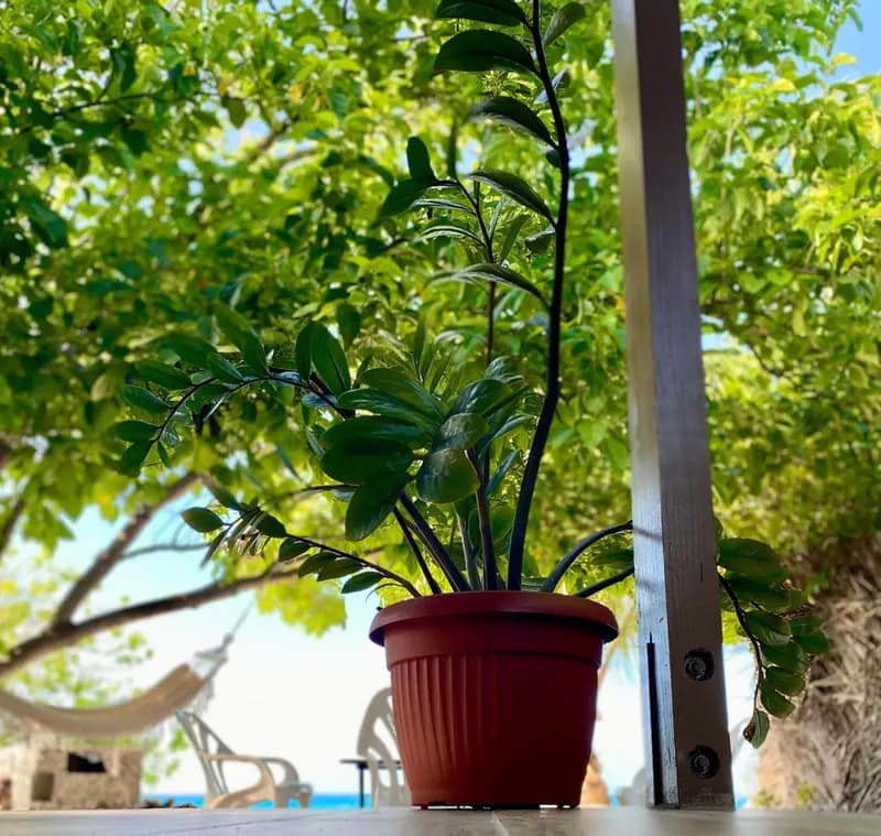 Rangiroa Beach House