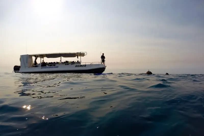 Odyssey Dive