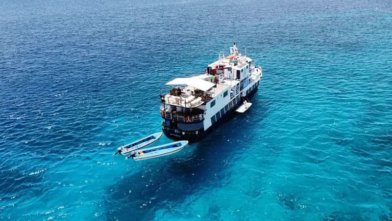 Dolphin Philippines
