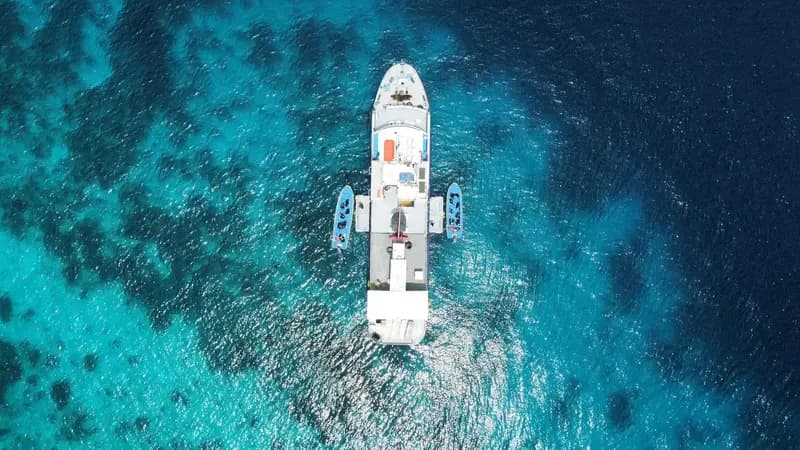 Dolphin Philippines