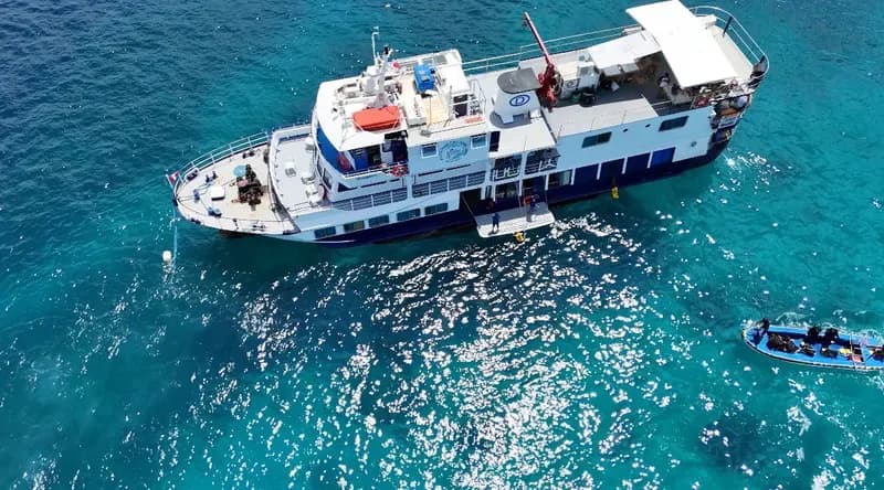 Dolphin Philippines