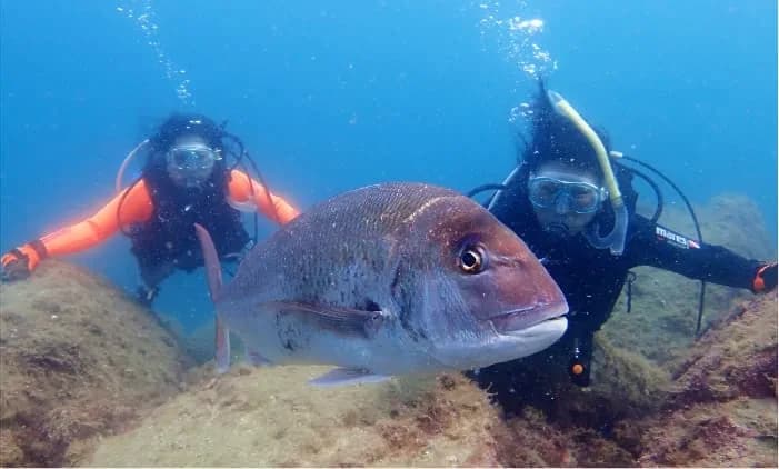 Koganezaki Dive Center