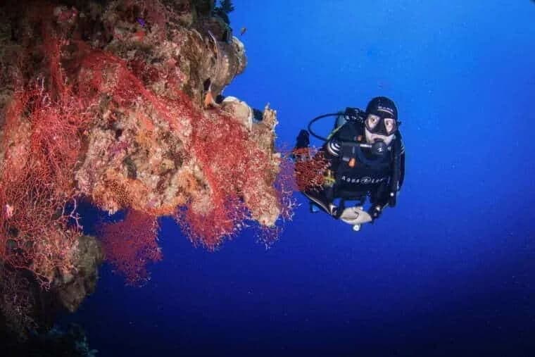 Sly Dive