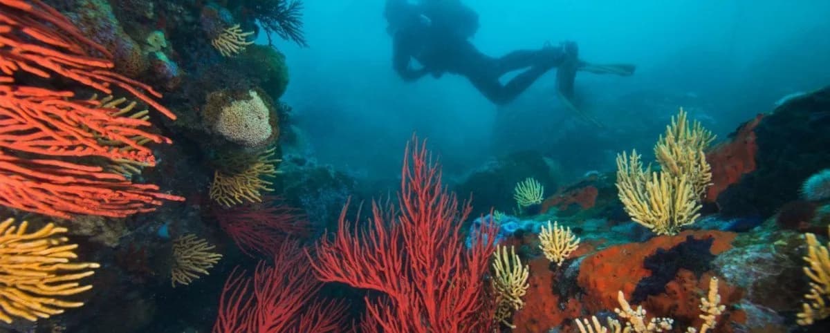 Just Africa Scuba