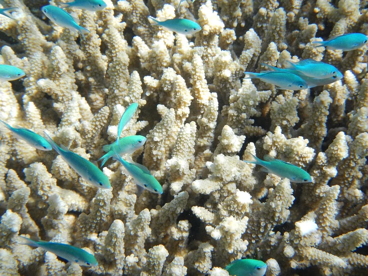 Nature Island Dive, Nature Island Aquasports